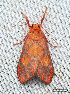 Lichen moth (Sarbine cruciata) - P3102837