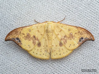 Hooktip moth (Tridrepana microcrocea) - P3092170