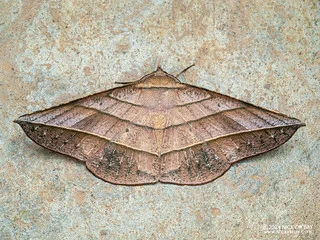 Geometer moth (Sarcinodes reductatus) - P3137450
