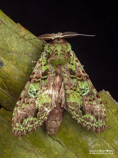 Prominent moth (Oxoia smaragdiplena) - P3113960