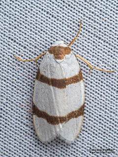 Lichen moth (Padenia sp.) - P3092048