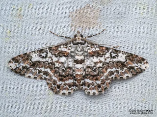Geometer moth (Cleora sp.) - P3103905