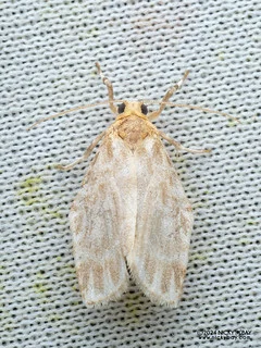 Lichen moth (Lithosiini) - P3103677