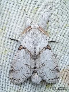 Tussock moth (Calliteara diplozona) - P3103675