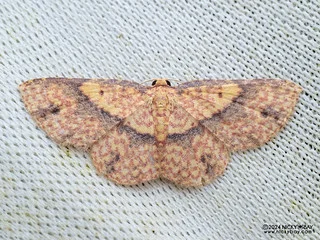 Carpet moth (Eois sp.) - P3115129