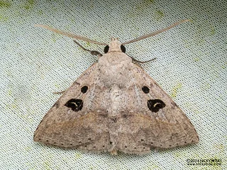 Underwing moth (Ugia signifera) - P3092360