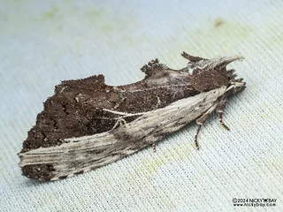 Prominent moth (Spatalia sp.) - P3125828