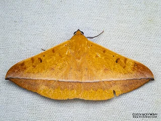 Underwing moth (Hamodes lutea) - P3103838