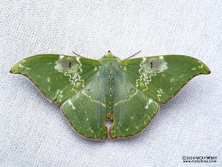 Emerald moth (Tanaorhinus sp.) - P3103490