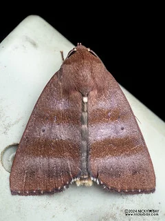 Tufted moth (Xenochroa plesiogramma) - P3092158