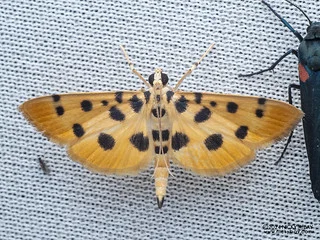 Pearl moth (Pycnarmon sp.) - P3115221