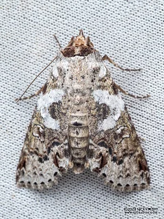 Moth (Stictoptera cf. grisea) - P3113963