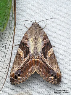 Moth (Odontodes pallidifimbria) - P3113982