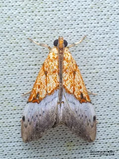 Pearl moth (Sagariphora magnificalis) - P3115168