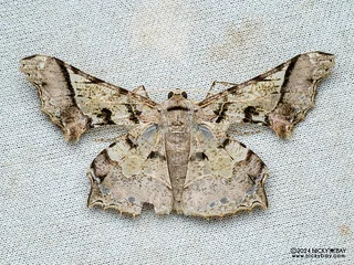 Geometer moth (Krananda semihyalina) - P3103035