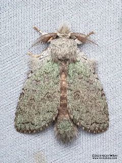 Prominent moth (Parasinga lichenina) - P3115211