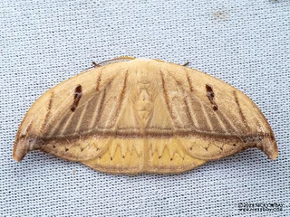 Hooktip moth (Callidrepana argenteola) - P3113969