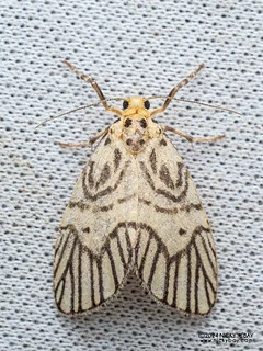 Lichen moth (Nudariina) - P3092226