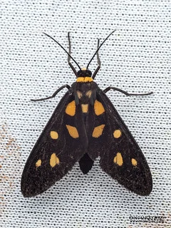 Handmaiden moth (Amata sp.) - P3114357