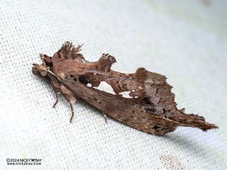 Prominent moth (Spatalia sp.) - P3102842