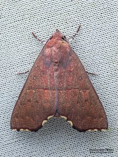 Moth (cf. Arthisma rectilinea) - P3103622