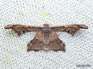 Window-winged moth (Siculodinae) - P3092324