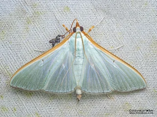 Pearl moth (Stemorrhages sp.) - P3102781