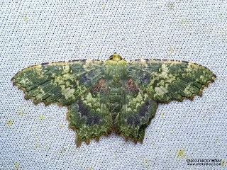 Emerald moth (Paramaxates polygrapharia) - P3102858