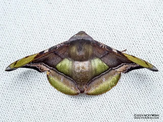 Geometer moth (Fascellina pulchracoda) - P3092161