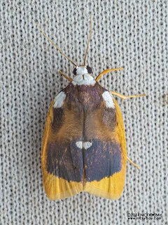 Lichen moth (Lobobasis niveimaculata) - P3103082