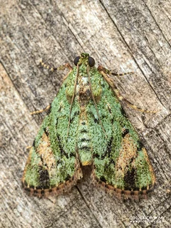 Snout moth (Pyralidae) - P3115382