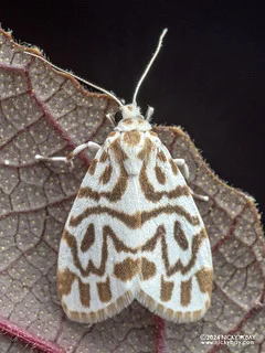 Lichen moth (Adites vagilinea) - P3102917