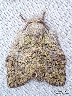 Prominent moth (Syntypistis sp.) - P3092204