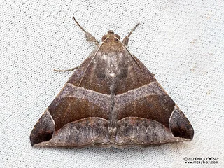 Underwing moth (Bastilla sp.) - P3137515