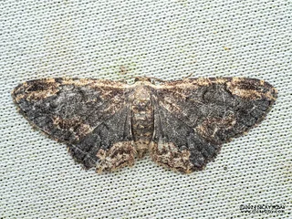 Geometer moth (Microcalicha minima) - P3137584