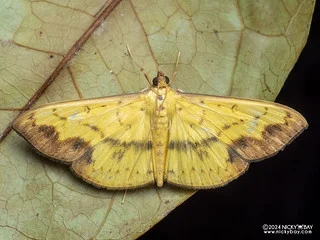 Pearl moth (Meroctena sp.) - P3115367