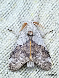 Tussock moth (Calliteara horsfieldii) - P3103182