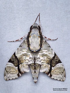 Sphinx moth (Megacorma obliqua) - P3137780