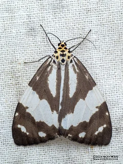 Tiger moth (Utetheisa abraxoides) - P3125542