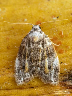 Tufted moth (Nolidae) - P3102618