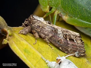 Prominent moth (Brykia horsfieldi) - P3103762