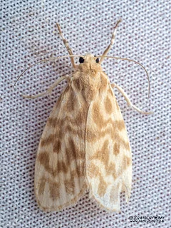 Lichen moth (Adites cf. trusmadi) - P3091982