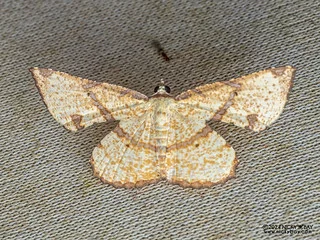 Geometer moth (Corymica deducta) - P3115163