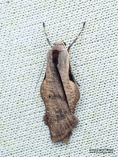 Lichen moth (Teulisna tumida) - P3092327