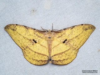 Geometer moth (Dalima subflavata) - P3115394