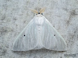 Tussock moth (Arctonis sp.) - P3114013