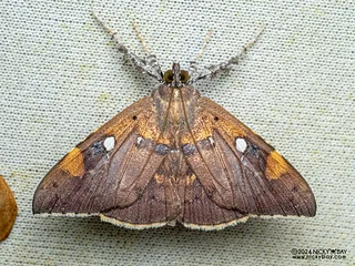 Underwing moth (Rectipalpula billeti) - P3092255