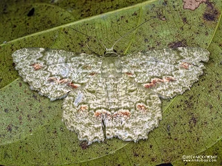 Emerald moth (Herochroma sp.) - P3103891