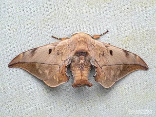 Glory moth (Mustilizans dierli) - P3092271