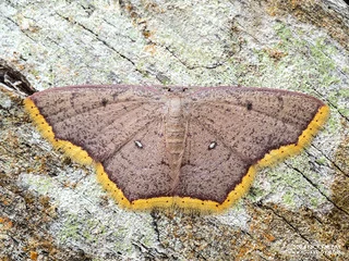 Geometer moth (Chrysocraspeda croceomarginata) - P3114449